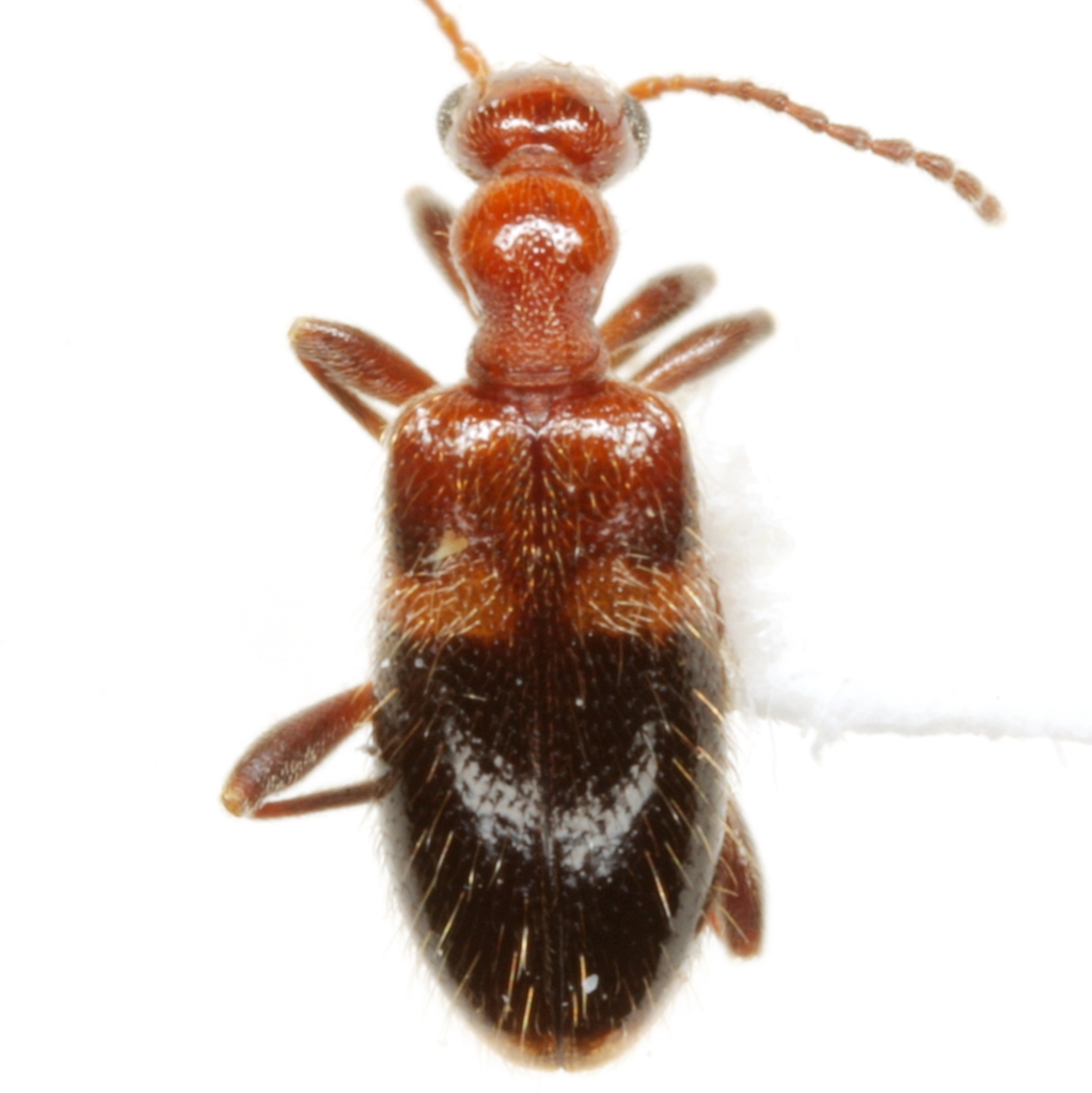 Malporus cinctus