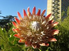 Protea cynaroides