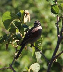Emberiza capensis capensis