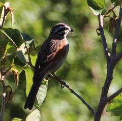 Emberiza capensis capensis