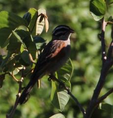 Emberiza capensis capensis