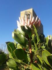 Protea cynaroides