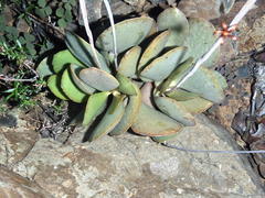 Adromischus maculatus