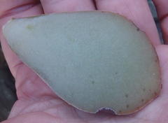 Adromischus maculatus