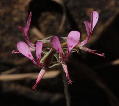 Pelargonium ternifolium