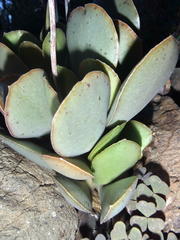 Adromischus maculatus