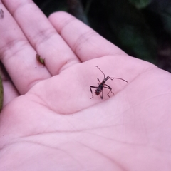 Leptoglossus gonagra