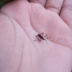 Leptoglossus gonagra