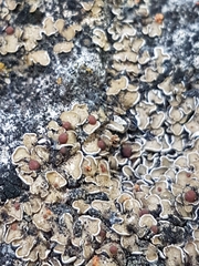 Psora pseudorussellii