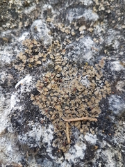 Psora pseudorussellii