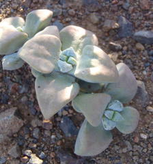 Crassula deltoidea
