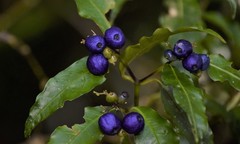 Psychotria leiocarpa