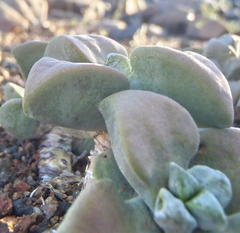 Crassula deltoidea