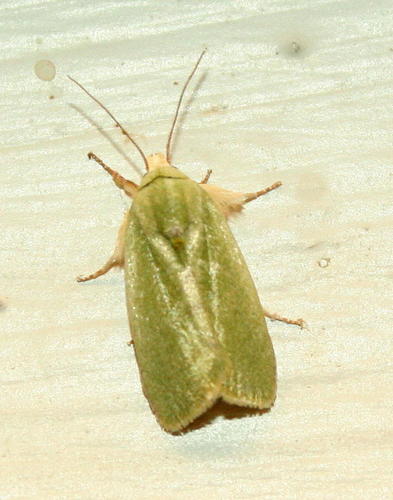 Egyptian Bollworm