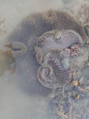 Stichodactyla