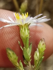 Symphyotrichum hallii