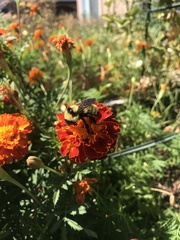 Bombus fervidus