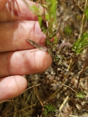 Symphyotrichum hallii