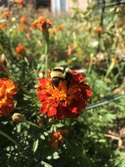 Bombus fervidus