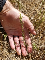 Symphyotrichum hallii