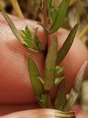 Symphyotrichum hallii