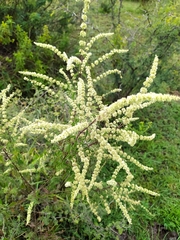 Asterohyptis stellulata