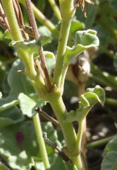 Pelargonium reniforme