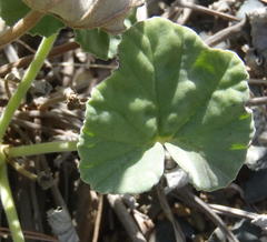 Pelargonium reniforme