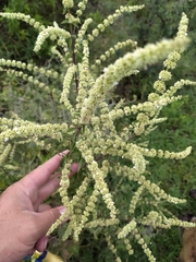 Asterohyptis stellulata