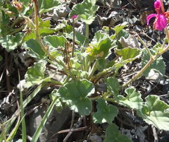 Pelargonium reniforme