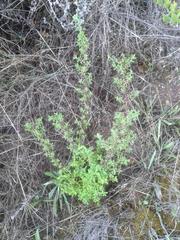 Helichrysum odoratissimum