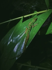 Anolis ventrimaculatus