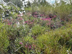 Pelargonium reniforme