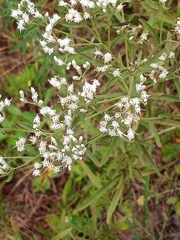 Eupatorium torreyanum