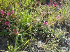 Pelargonium reniforme