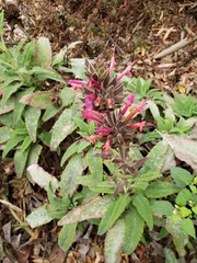 Salvia spathacea