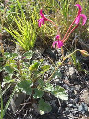 Pelargonium reniforme