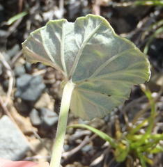 Pelargonium reniforme