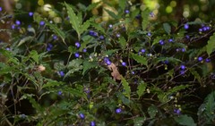Psychotria leiocarpa
