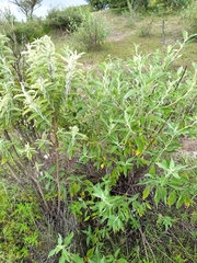 Asterohyptis stellulata