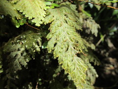 Hymenophyllum frankliniae