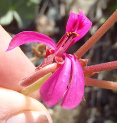 Pelargonium reniforme