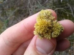 Helichrysum odoratissimum