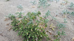 Lupinus tidestromii
