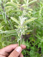 Asterohyptis stellulata