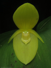 Pleurothallis titan