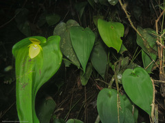 Pleurothallis titan