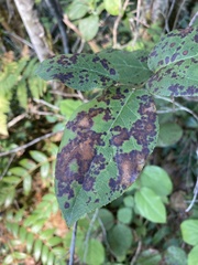 Mycosphaerella chimaphilae