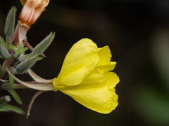 Oenothera elata hookeri