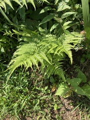 Athyrium niponicum